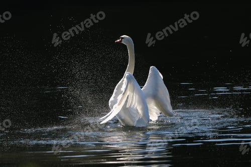 Preview: Selective focus of a majestic swan in a pond with a blurry background