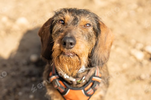 Preview: Dachshund Breed dog looking up outdoors