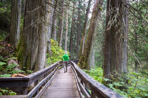 Preview: Boardwalk in the forest