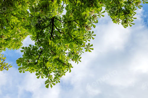 Preview: Flowering branches of horse chestnut from below, postcard