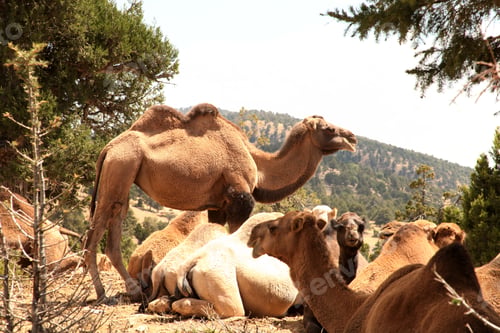 Preview: Nomadic Life. Camels.