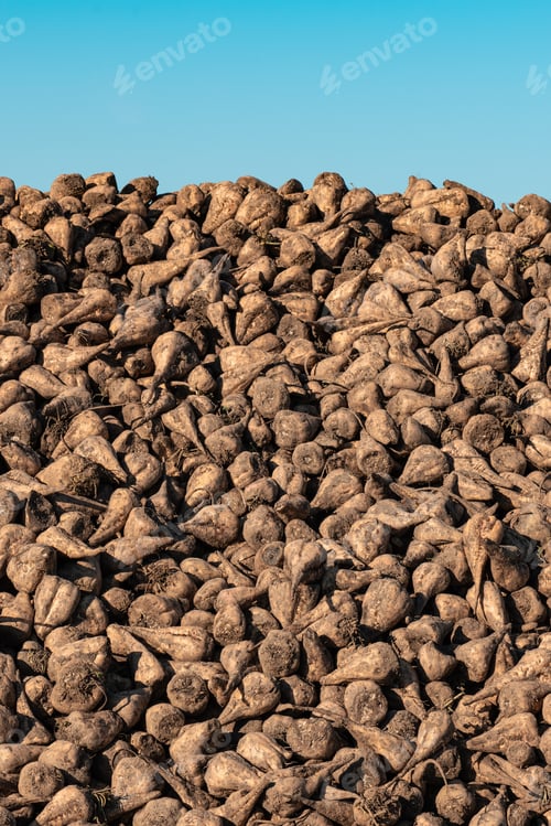 Preview: Pile of harvested sugar beet root crops in field