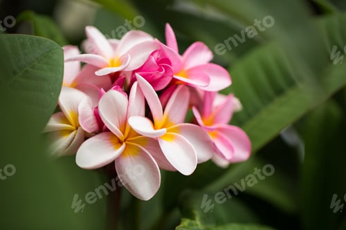 Preview: Frangipani flowers Close up beautiful Plumeria