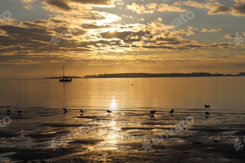 Preview: Beach painted golden on early morning picturing serene scene where seagulls play and boat sails