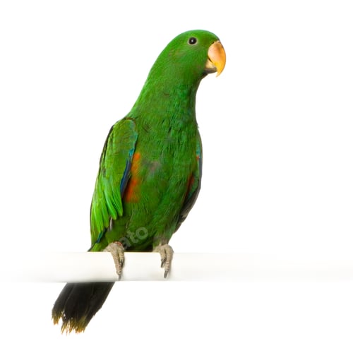Preview: male Eclectus Parrot - Eclectus roratus