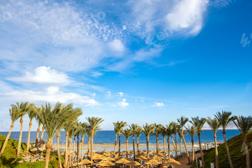 Preview: Straw shade umbrellas and fresh green palm trees in tropical region against blue vibrant sky and