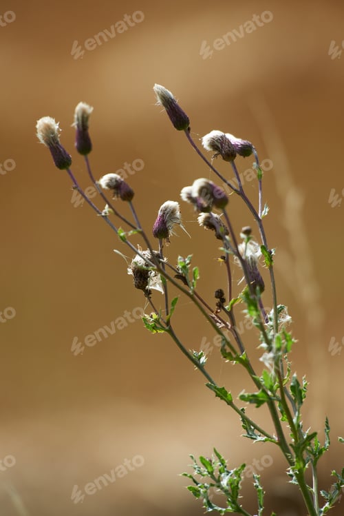 Preview: Wildflowers in the spring sunshine. A wildflower growing in a field - closeup.