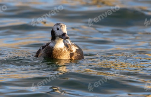 Preview: Long-tailed duck (Clangula hyemalis) feeding on the stickleback fish in the seabay in Estonia