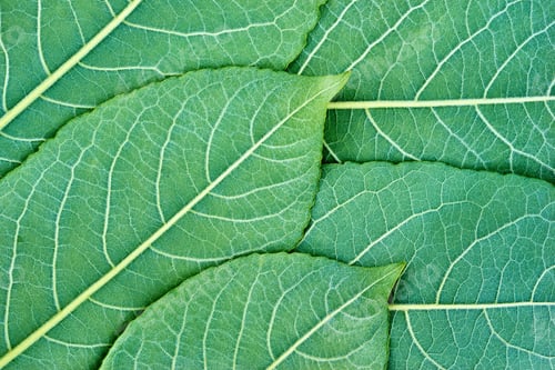 Preview: Green Leaves Close-Up For Textured Background Or Wallpaper