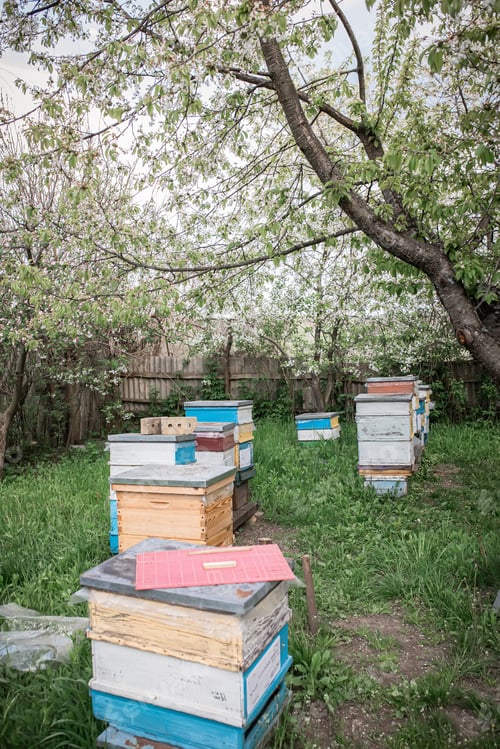 Preview: Hives in the apiary in the spring view from above. Harvesting honey in the apiary during the