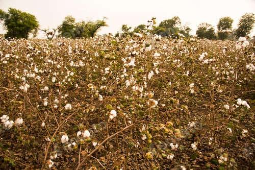 Preview: Cotton field white with ripe cotton ready for harvesting, India