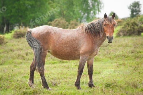 Preview: new forest pony