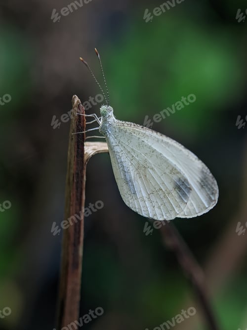 Preview: Leptosia nina