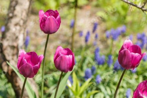 Preview: Beautiful rose tulip flowers with green blurred background.
