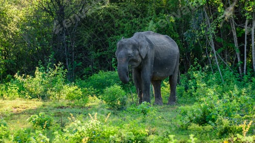 Preview: Sri Lankan wild elephant grazing grass in the forest of Udawalawe,