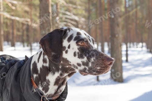 Preview: Dog breed Dalmatian in the snow, portrait close-up on the background of strewn bushes.Puppy in the