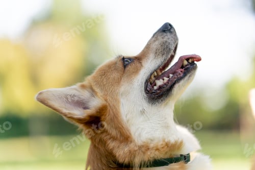 Preview: close up dog's face in the park on the lawn young corgis beg for treat from the owner training