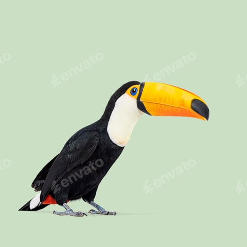 Preview: Studio shot of toco toucan looking right on a light green background