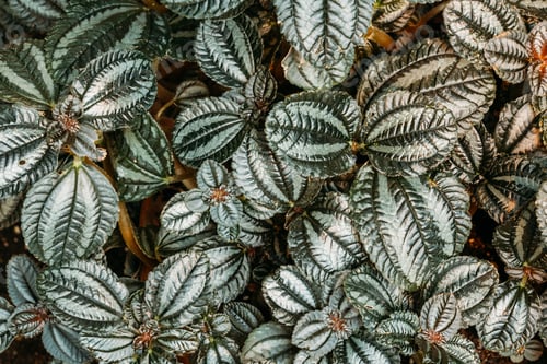 Preview: Green Leaves Of Plant Pilea Involucrata, Commonly Called The Fri