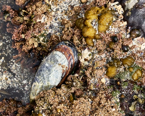 Preview: A large mussel shell underwater in an intertidal pool with red and orange seaweed.