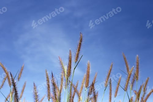 Preview: Grass flowers with blue sky