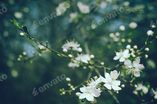 Preview: Branch with white flowers on blurred dark green background