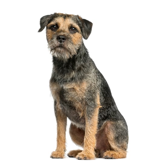 Preview: Border terrier sitting in front of a white background