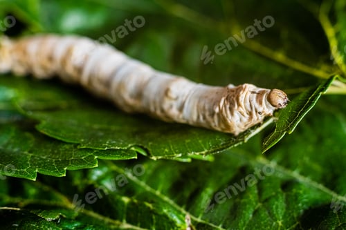 Preview: A Bombyx mori alone, silkworm, on green mulberry leaves, the only tree from which it can feed.