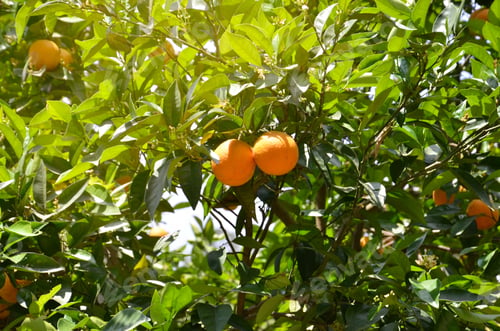 Preview: Beautiful background - green branches of orange tree and orange fruit