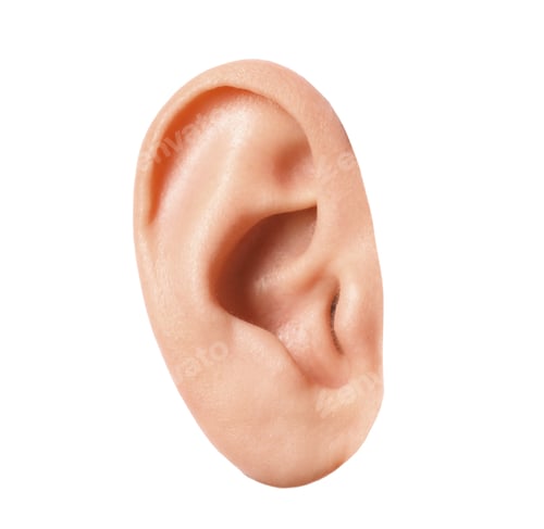 Preview: Human ear isolated on white, closeup view