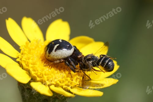 Preview: Closeup on a Napolean spider, Synema globosum predating on a Heriades crenulata solitary resin bee