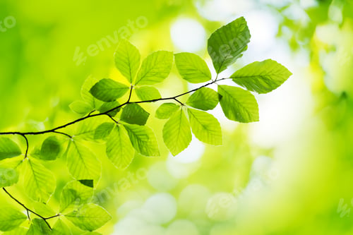 Preview: Closeup nature view of green beech leaf on spring twigs