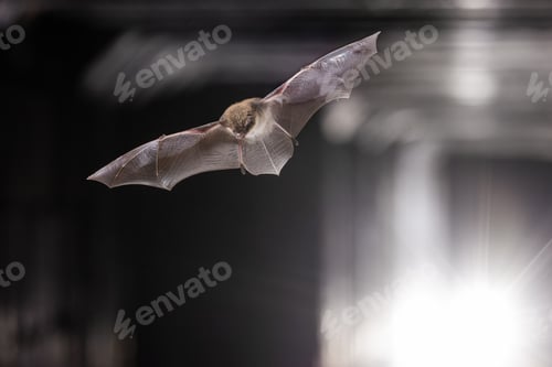 Preview: Bat Flying in Tunnel with Approaching Lights of Vehicle