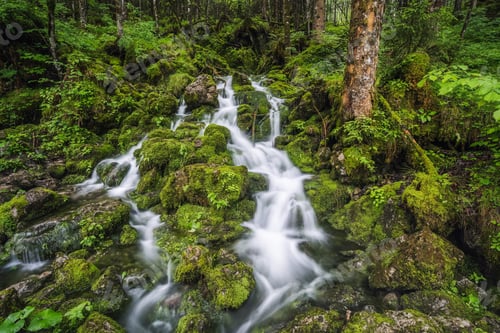 Preview: Stream in forest in Ramsau Berchtesgaden Bavaria, Germany, Europe