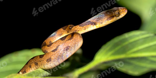 Preview: Mapepire Corde Violon, Corcovado National Park, Costa Rica