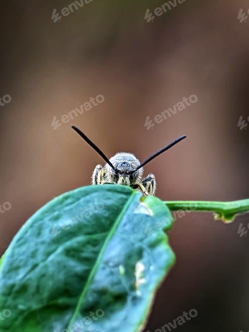 Preview: Scoliidae wasp, Yellow Hairy Flower Wasp