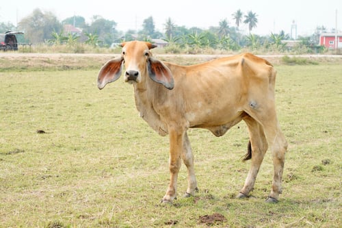 Preview: Cow in the green grass