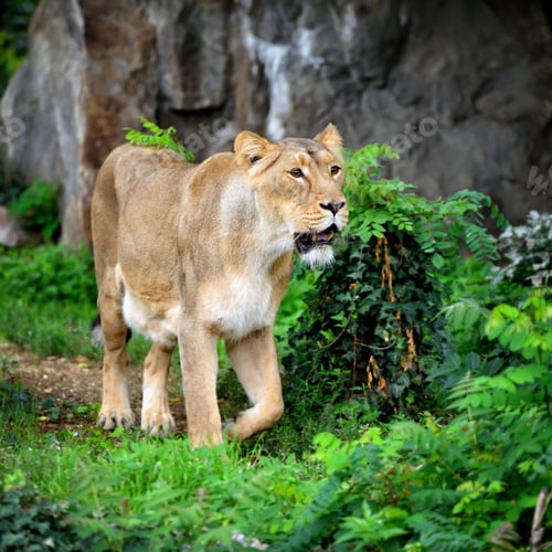 Preview: Lioness (Panthera leo) standing in green grass, looks out for pr