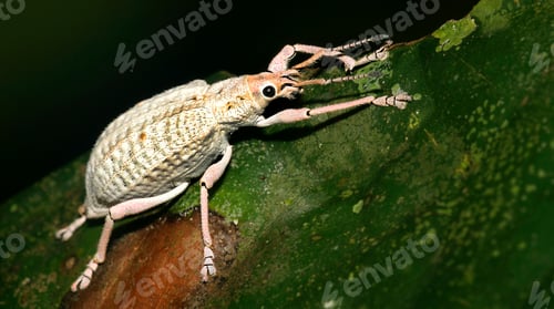 Preview: Albino Weevil, Beetle, Napo River Basin, Amazonia, Ecuador