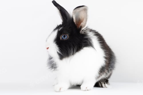 Preview: Small rabbit of the Dutch breed of black and white color on a white background. Pets. Easter bunny