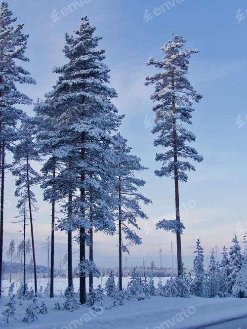 Preview: winter landscape, in the North of Sweden