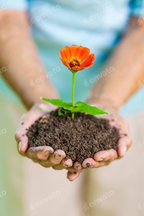 Preview: Gardening concept. Old woman holding a new plant