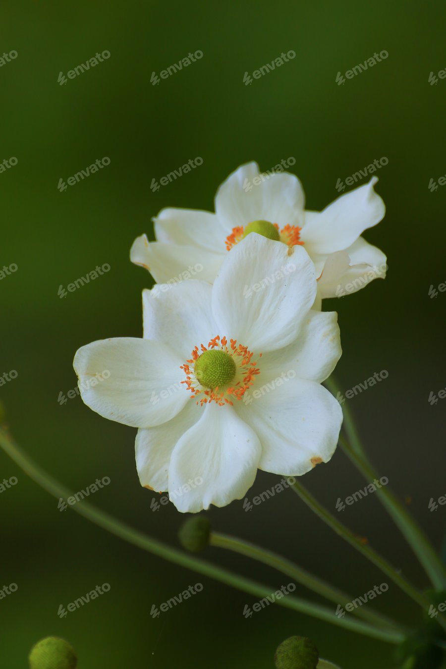 Cover for Closeup of beautiful white flowers in the park