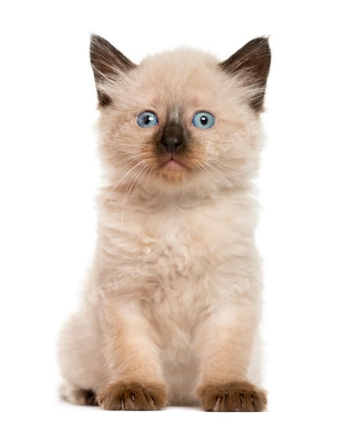 Preview: Kitten in front of white background