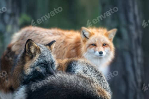 Preview: Two foxes interacting in a forest setting during early morning light
