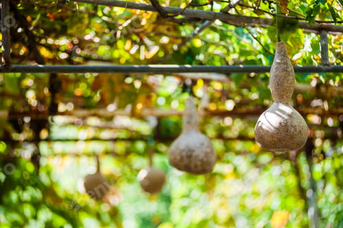 Preview: Gourds, Dalyan, Mugla Province, Turkey, Eastern Europe