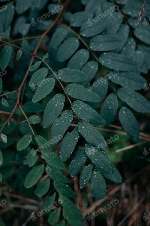 Preview: Leaves