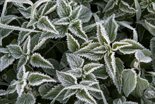 Preview: green nettle