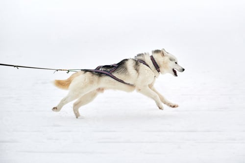 Preview: Winter sled dog racing, running Siberian Husky dog