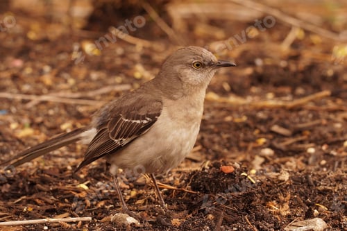 Preview: Closeup of the northern mockingbird , Mimus polyglottos in Hudson state park , New York